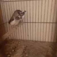 قناریفنج|پرنده|اردبیل, |دیوار