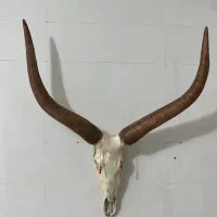 مجسمه دیواری