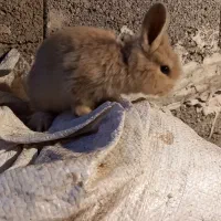 خرگوش های لپ|موش و خرگوش|آمل, |دیوار