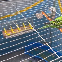 مرغ عشق در شهر دستنا|پرنده|کیار, |دیوار