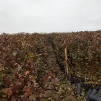 نهال پسته گلدانی