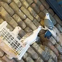 ساتن مقبول|پرنده|مشهد, دانش|دیوار