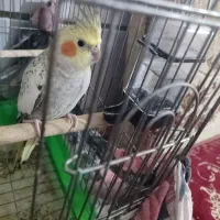 طوطی