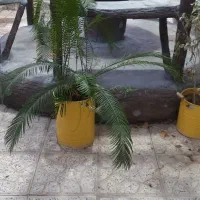 فروش تعدادی گل و گلدان