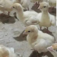 جوجه بوقلمون بیوتی|حیوانات مزرعه|قم, گلزار|دیوار