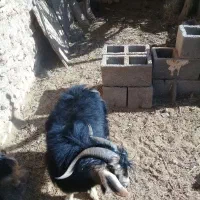 چبش|حیوانات مزرعه|مود, |دیوار