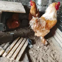 مرغ خروس برهما گلدین