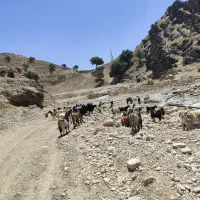 فروش کهره