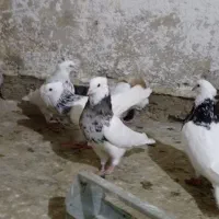 طوقی|پرنده|دهدشت, |دیوار