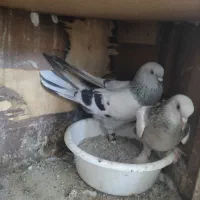 کفتر