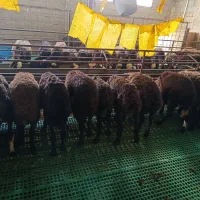 بره نره فروشی توضیحات ببین|حیوانات مزرعه|هشتگرد, هشتگرد قدیم|دیوار