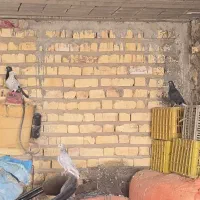 ترکیه ای پرنده ها بیضا هسن|پرنده|بانش, |دیوار