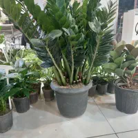 زاموفیلیا سوپر بلک سایز بزرگ