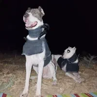 سگ شکاری|سگ|سرپل ذهاب, |دیوار