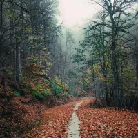 حواله خودروی سهند s