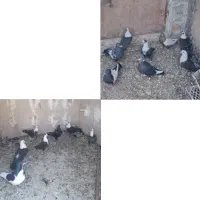 کفتر