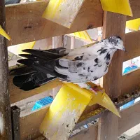 کفتر پرشی جفتگاهی