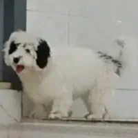 سگ شیتزو|سگ|ری, دولتآباد|دیوار