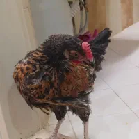 مرغ و خروس جوان و سرحال و درشت|حیوانات مزرعه|تهران, بهار|دیوار