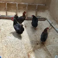 مرغ محلی تخم گذار.