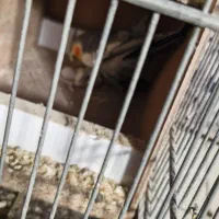 عروس هلندی|پرنده|شاهینشهر, امام حسین|دیوار