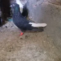 دمسفید بشرط