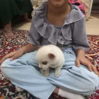 بچه سگ پامرانین