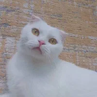 گربه ماده پرشین اسکاتیش سفید