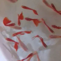 ماهی مولیگوپی میگوسوارترزبراکالربریچاردی مزرعه آبی|ماهی|یزد, |دیوار