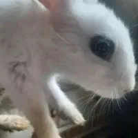 خرید فروش خرگوش محلی