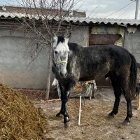 اسب اصیل|اسب و تجهیزات اسبسواری|اردبیل, |دیوار