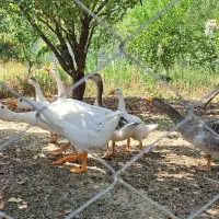 فروش جوجه غاز و غاز بالغ