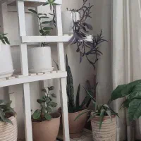 گل آپارتمانی ۱۸ عدد گلدان زیر قیمت|گل و گیاه طبیعی|مشهد, ایثارگران|دیوار