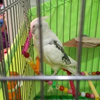 عروس هلندی سالم وسرحال|پرنده|اسلامشهر, شاطره|دیوار