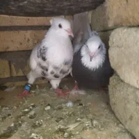 کبوتر