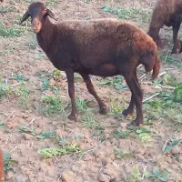 گوسفند شیشک آبستن توضیحات کامل نوشته شده است