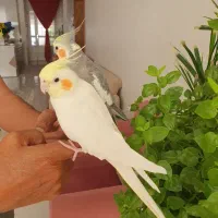 عروس لوتونو ماده