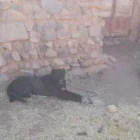 سگ ۳سال دهن پاک