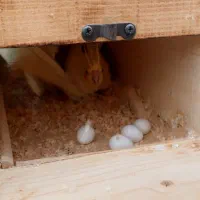 جفت مولد عروس هلندی جوجه عروس هلندی ،عروس مولد|پرنده|وحیدیه, |دیوار