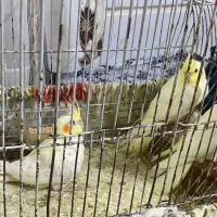 عروس هلندی لوتینو با جوجه