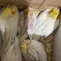 طوطی عروس سرلاکی