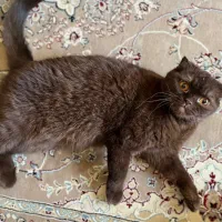 گربه اسکاتیش