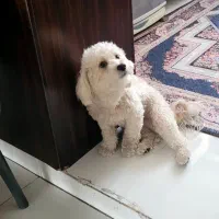 سگ نر شیتزو یک سال