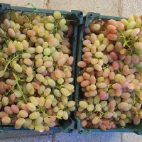 انگور درجه یک