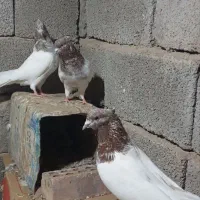 کله سرخ  کلاهی