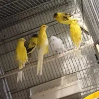 قناری رسمی ،بلند،سوپری