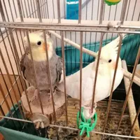 عروس هلندی سخنگو