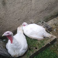 فروش بوقلمون اُرگانیک