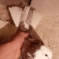 کبوتر‌نر‌‌درشت|پرنده|ابهر, |دیوار