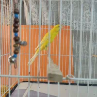 قناری رسمی بلند